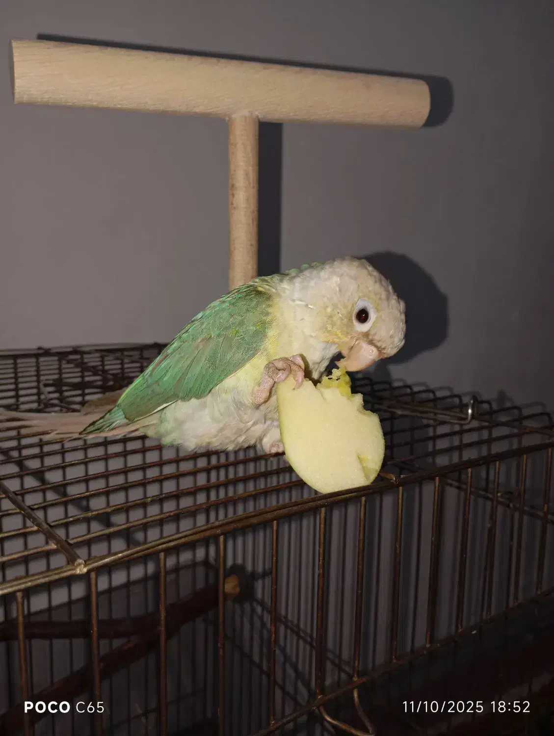 طوطی گرینچیک نر دستی بازیگوش حدودا ۶ ماهه با قفس|پرنده|ملارد, |دیوار