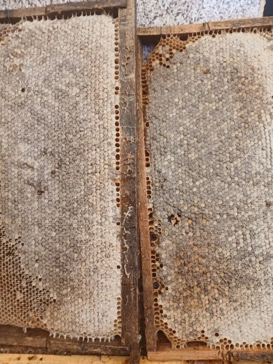 عسل طبیعی ۲۹۰ هزار|خوردنی و آشامیدنی|محمدیه-قزوین, |دیوار