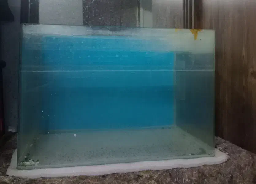 اکواریوم شیشه خم|ماهی|بومهن, |دیوار