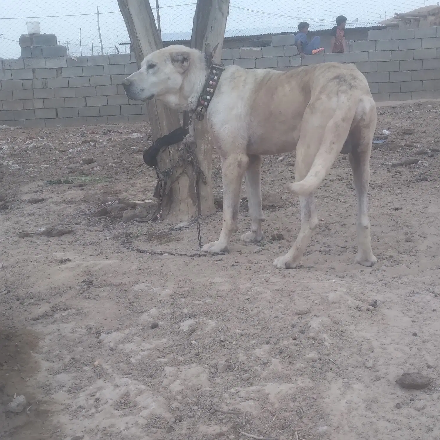 سگ یک سال|سگ|گناباد, |دیوار