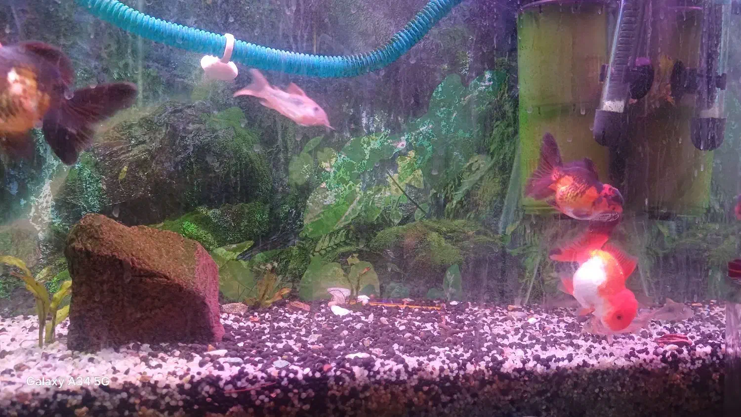 گلدفیش تری کالر|ماهی|شیراز, کوشک میدان|دیوار