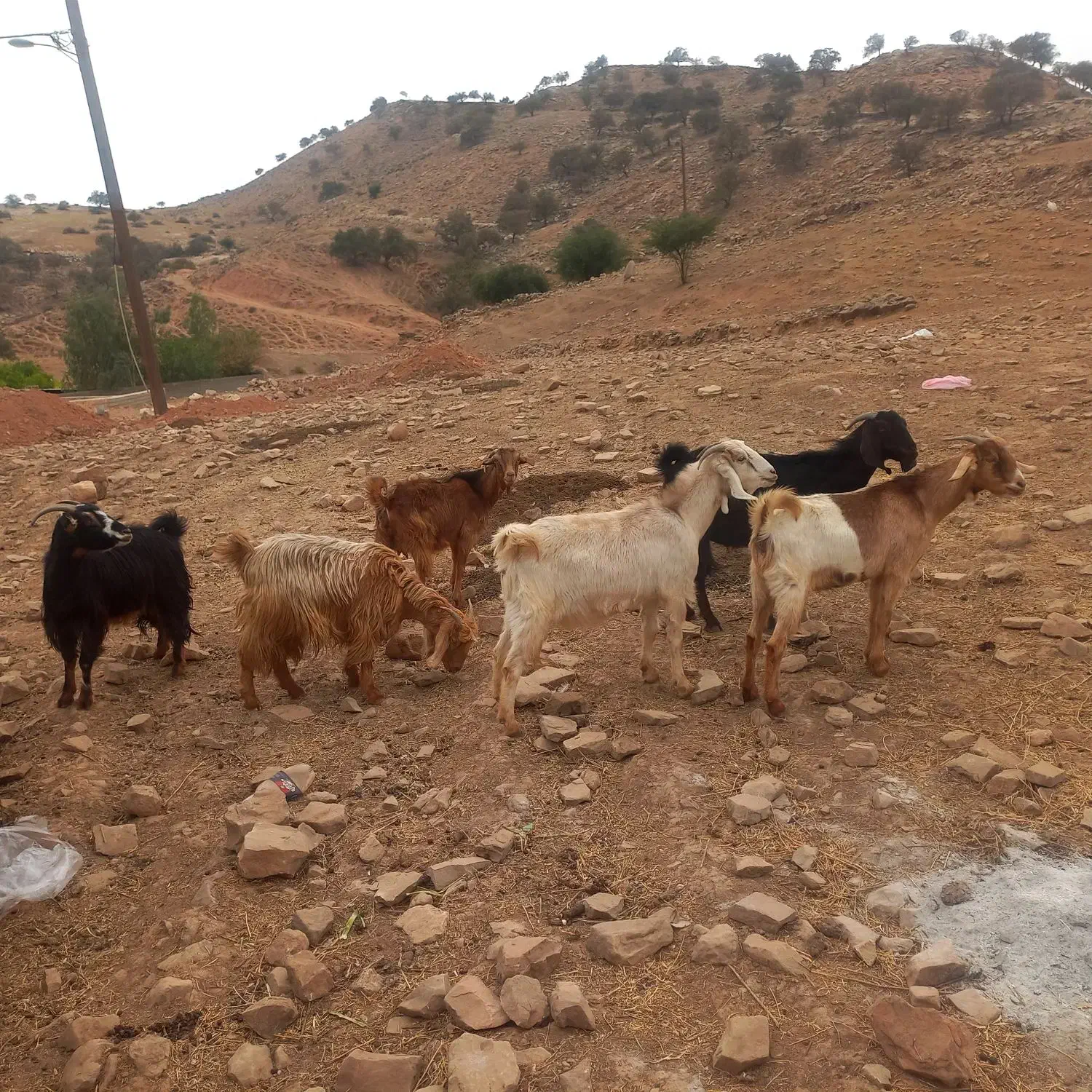 بز آبستن|حیوانات مزرعه|اندیکا, |دیوار