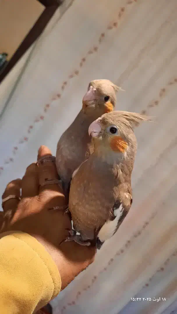 عروس هلندی|پرنده|مشهد, امیرآباد|دیوار