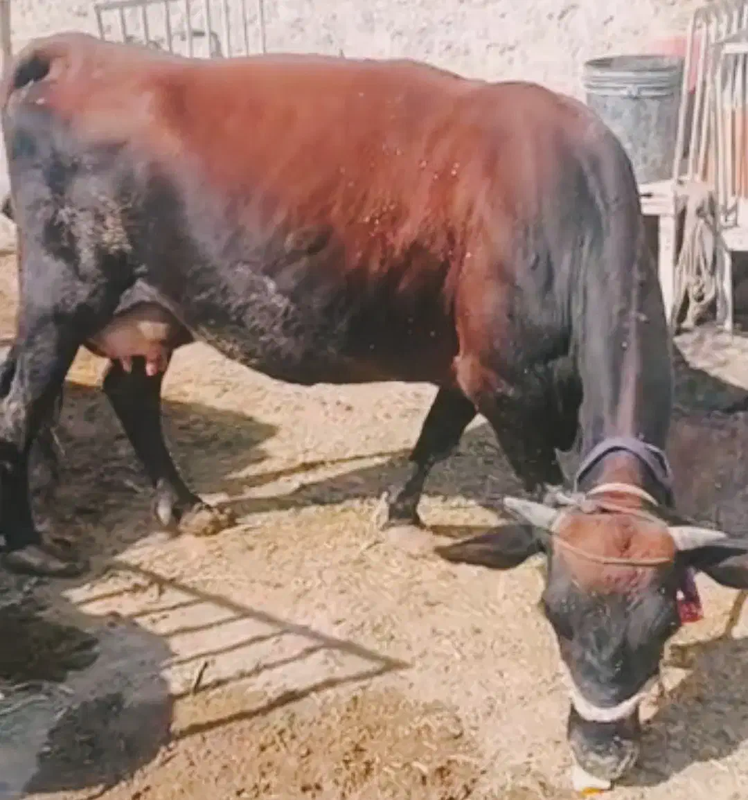 فروش گاو جرسی .ذات شیر بالا.جوان با گوساله|حیوانات مزرعه|علامرودشت, |دیوار