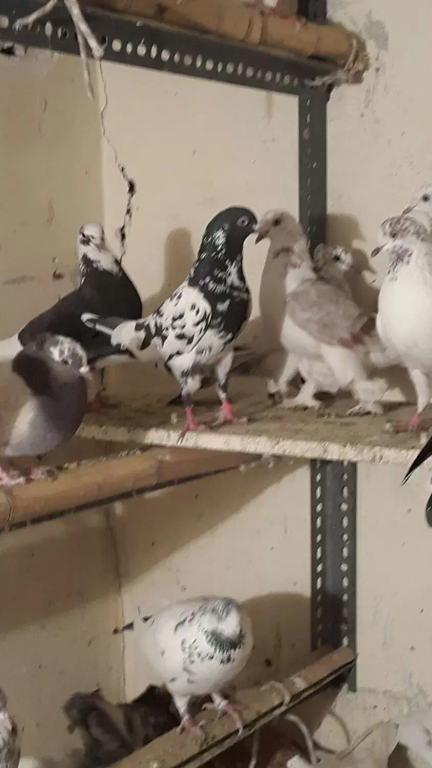 کفتر|پرنده|تهران, سنگلج (شاپور)|دیوار