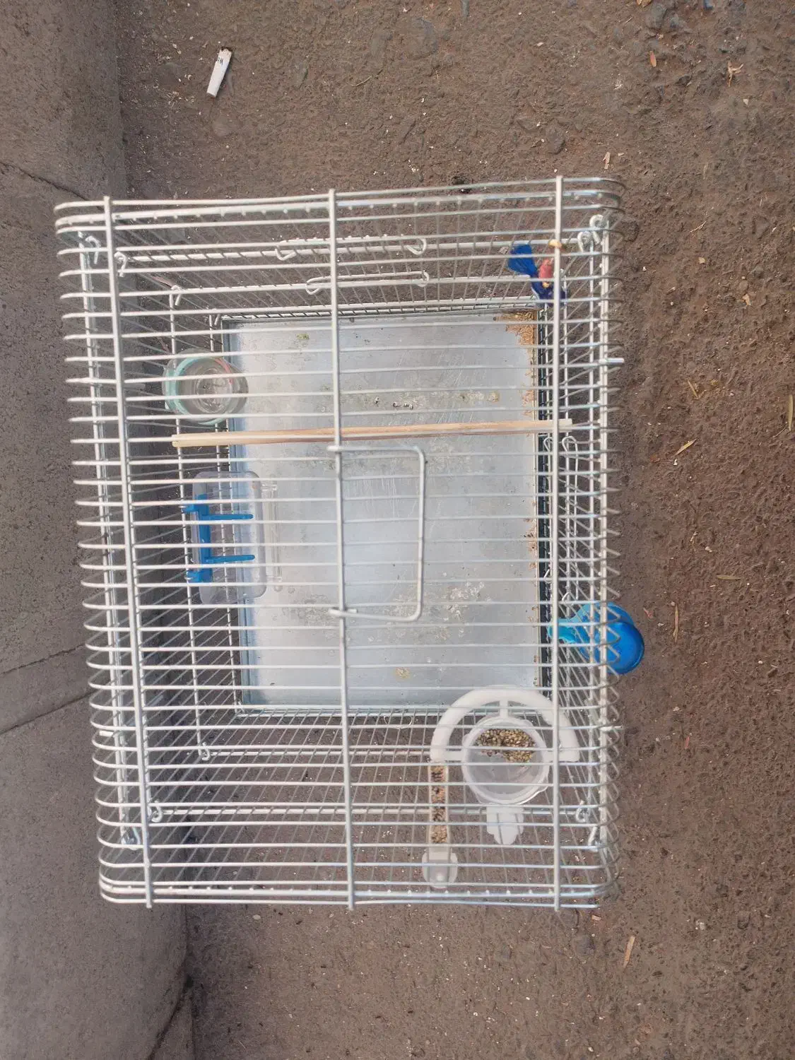 قفس سهره یا سقا|لوازم جانبی حیوانات|کرمان, |دیوار