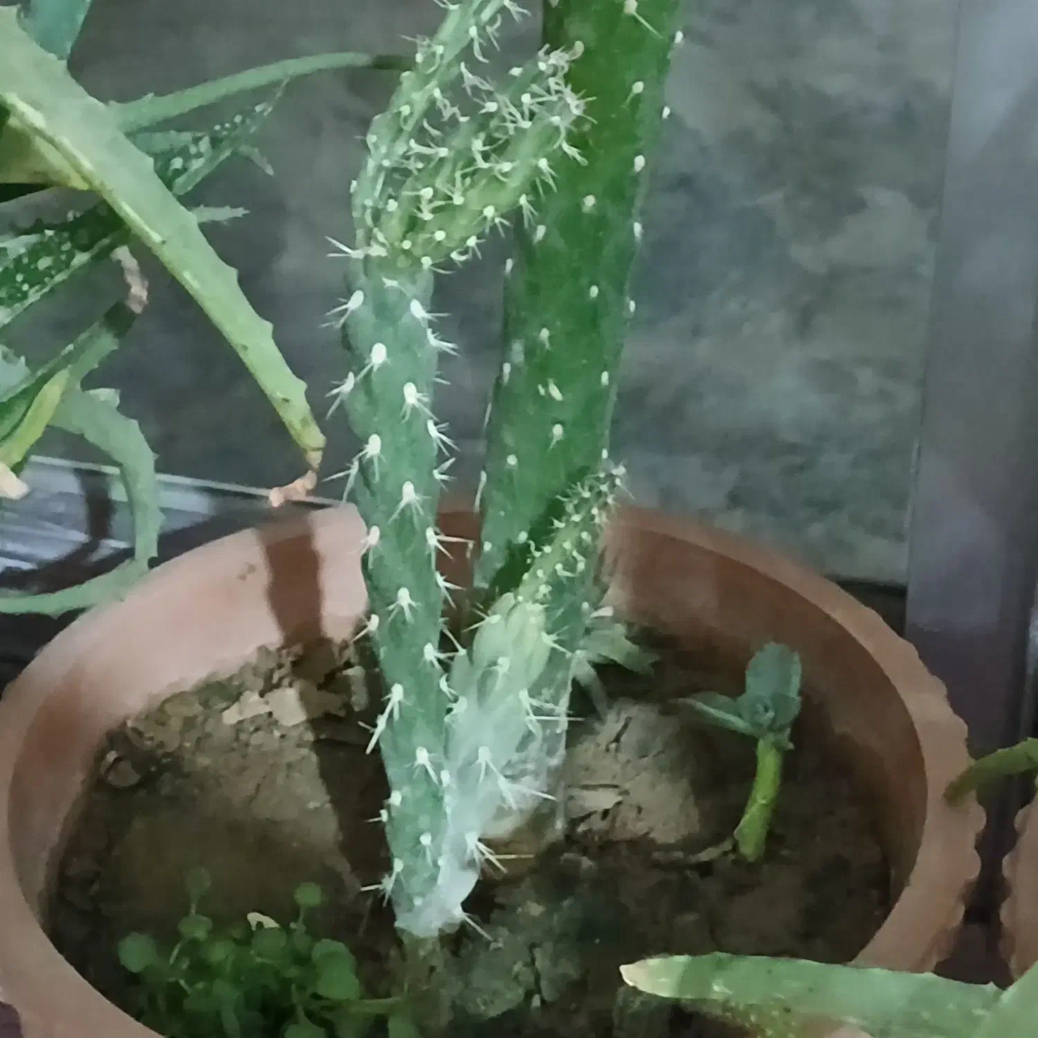 گل طبیعی با گلدان حراج دونه ای 90تومن|گل و گیاه طبیعی|سلماس, |دیوار