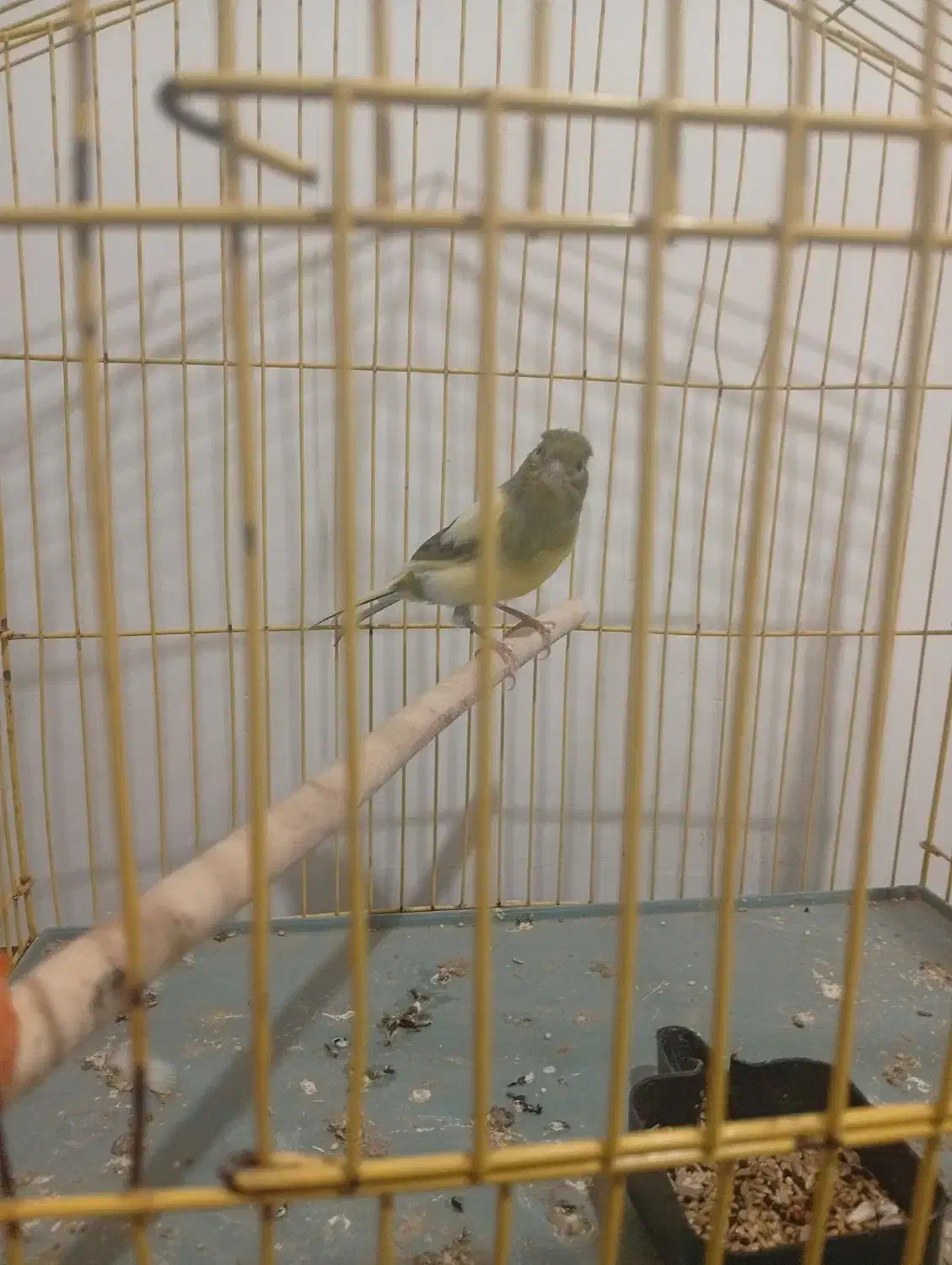 کفتر|پرنده|بندرعباس, |دیوار