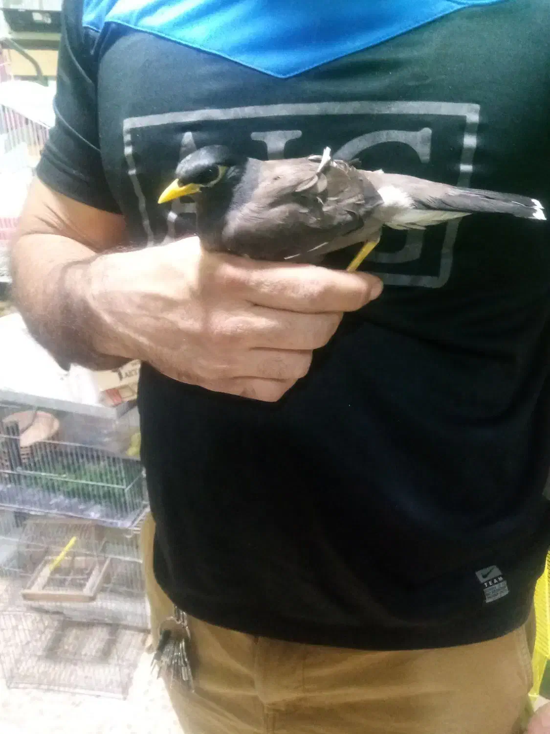 مینا بازی گوش|پرنده|کرمانشاه, |دیوار