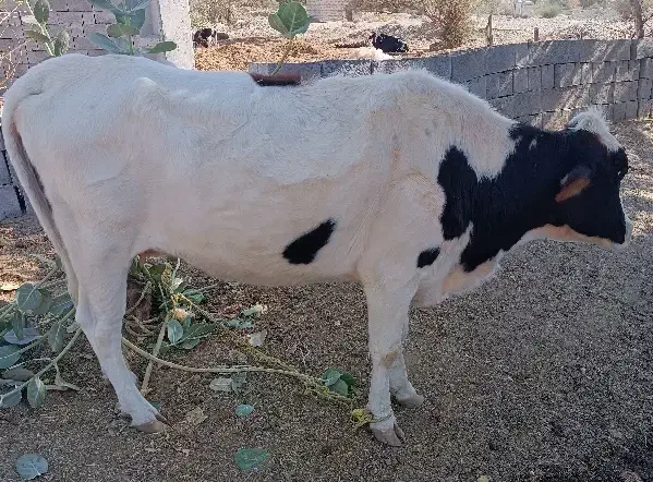 گاو|حیوانات مزرعه|رودخانه, |دیوار