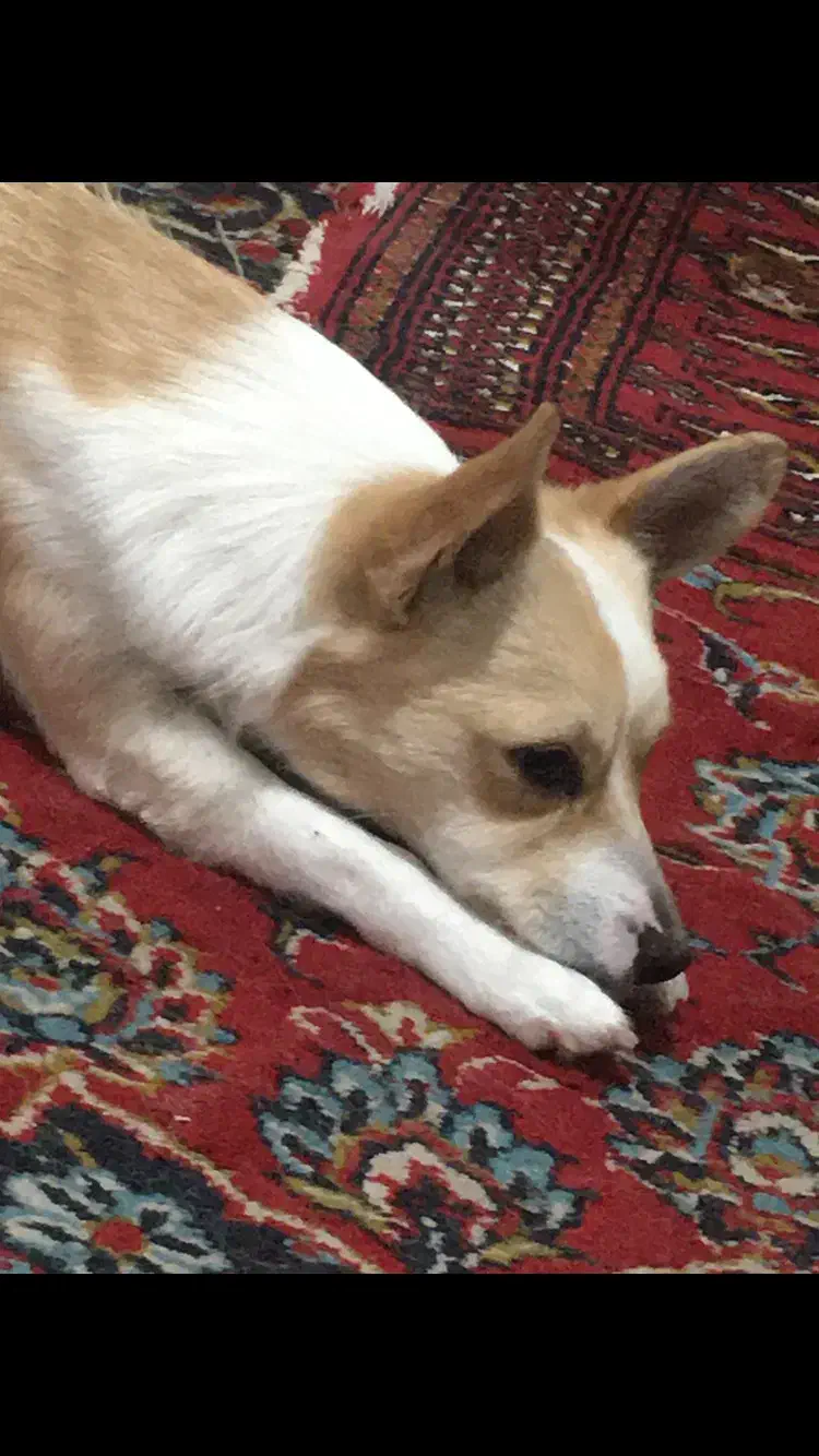 گم شده سگ|سگ|خوی, |دیوار