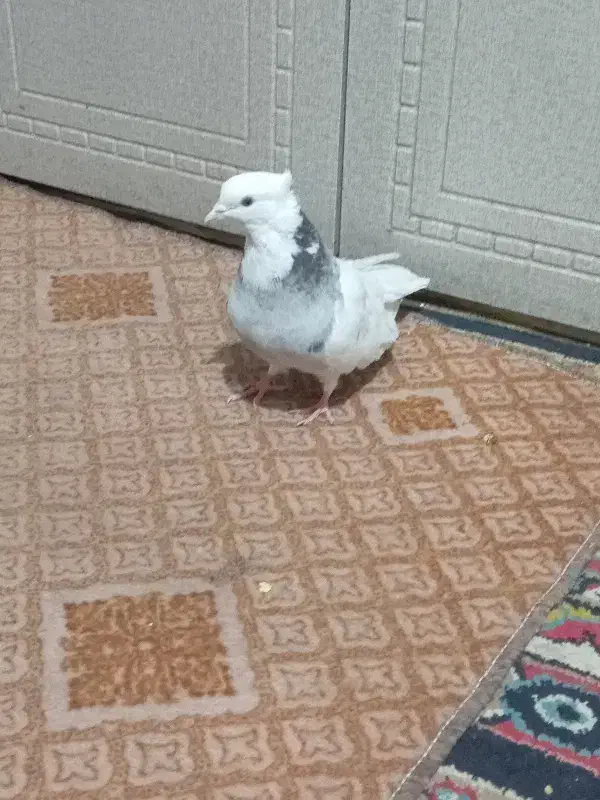 کفتر طوق سور کلایی|پرنده|بم, |دیوار