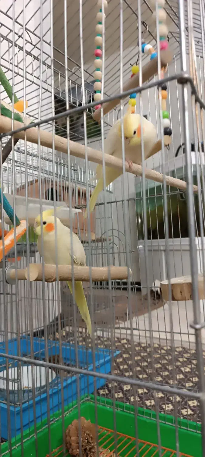 عروس هلندی|پرنده|مبارکه, |دیوار