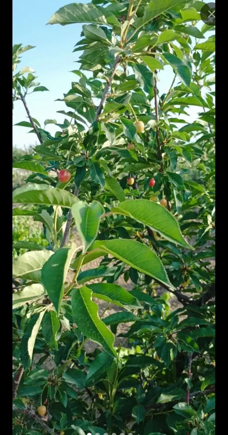 فروش باغ انگورو میوه1500متر|فروش خانه و ویلا|کبودرآهنگ, |دیوار