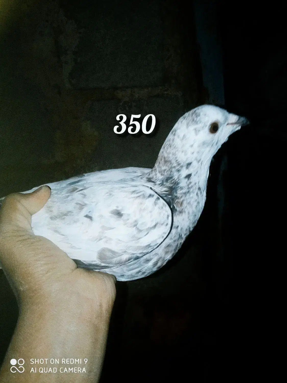 کبوتر ملقی|پرنده|سراوان, |دیوار