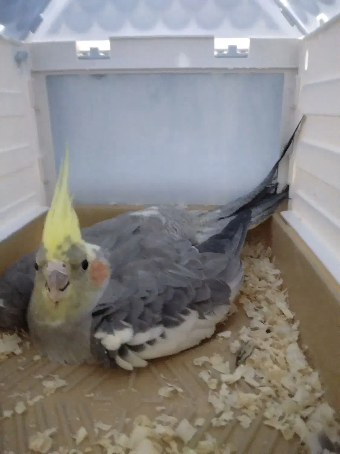 عروس هلندی کاملن سالم تخم گذاشته ۳|پرنده|جوادآباد, |دیوار