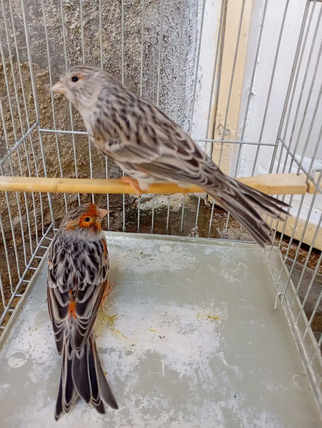 قناری نر و ماده نژاد آگاد مولد|پرنده|سنندج, |دیوار