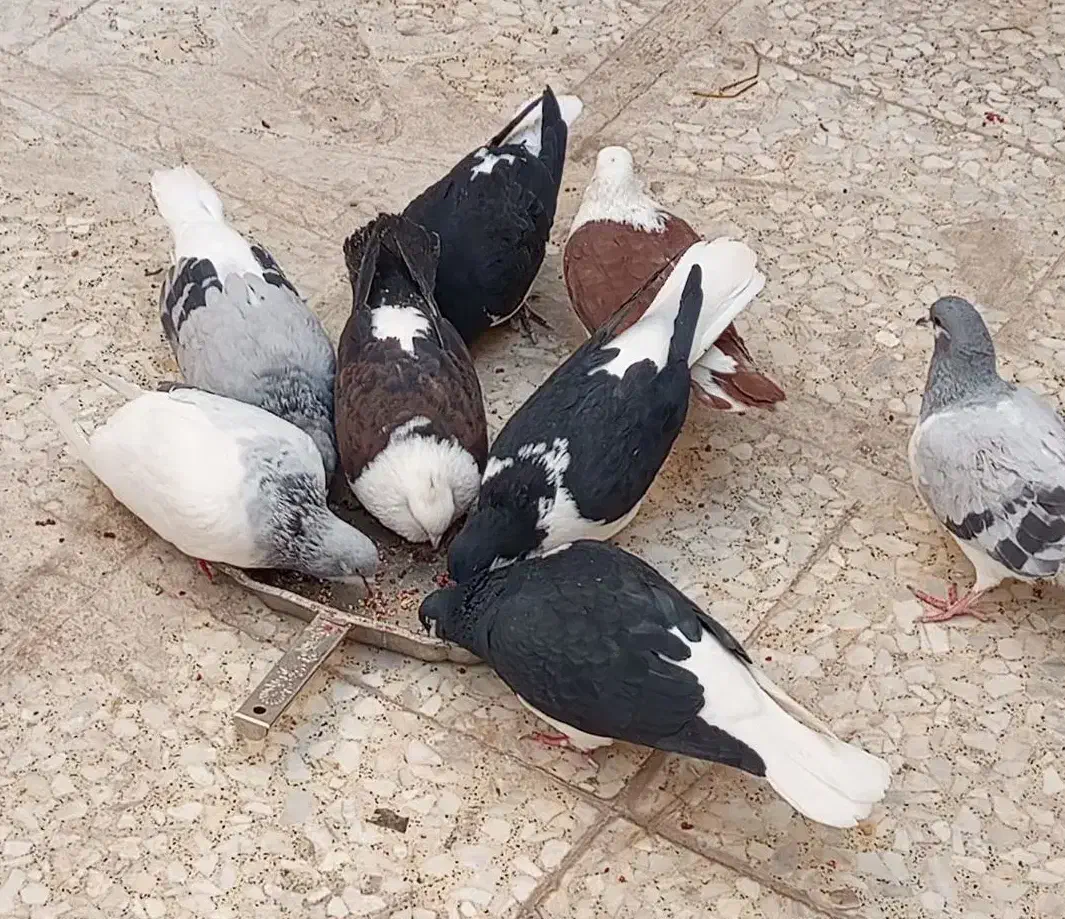 کبوتر|پرنده|قزوین, |دیوار