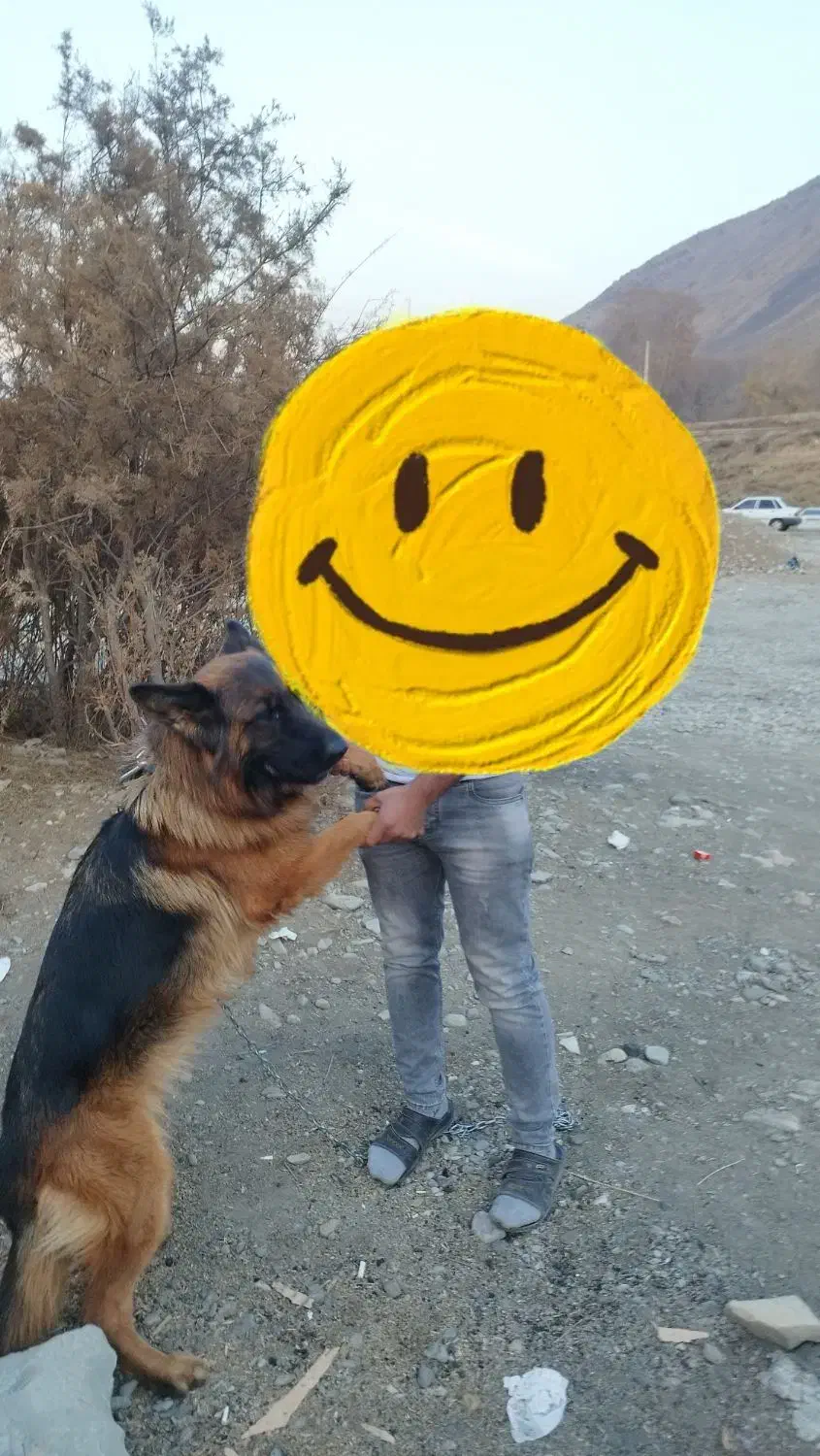 سگ ژرمن|سگ|کرج, فاز ۳ مهرشهر|دیوار