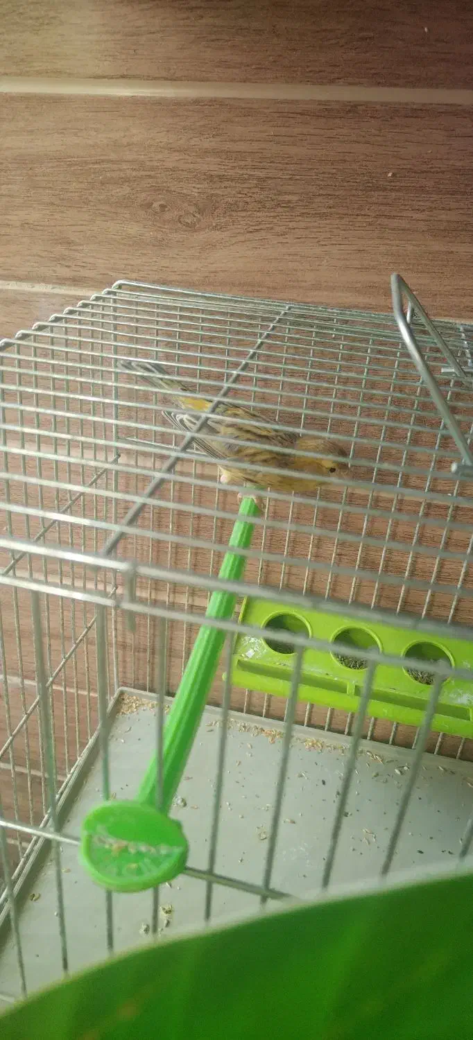 قناری نر و ماده|پرنده|شیراز, پودنک|دیوار