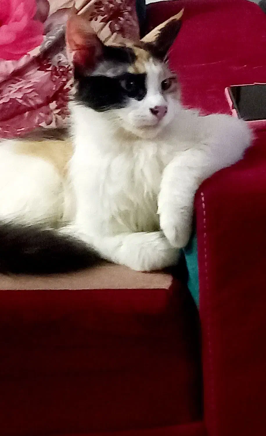 واگذاری گربه|گربه|گرگان, |دیوار