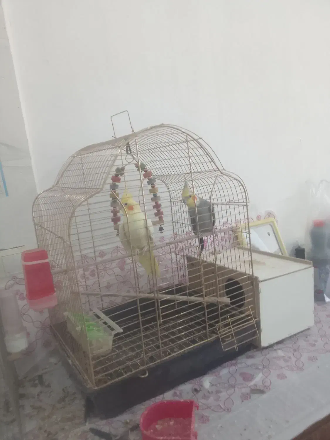 سه عدد عروس هلندی با یک گرینجیک|پرنده|شوشتر, |دیوار