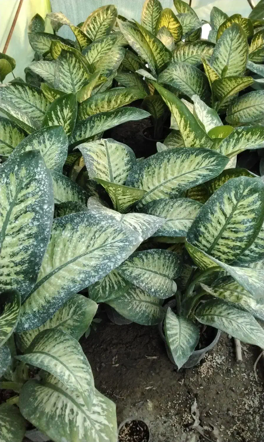 گل و گلدان|گل و گیاه طبیعی|ارومیه, |دیوار