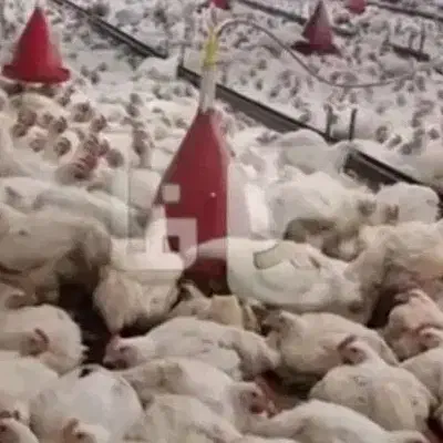 گارگر مرغداری ا|استخدام صنعتی، فنی، مهندسی|زنده رود, |دیوار