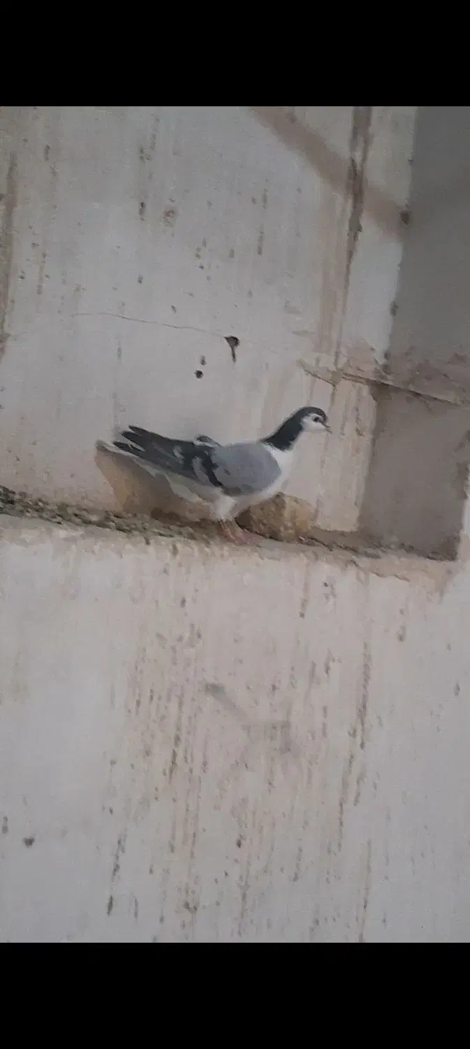 همه هوایی|پرنده|تربت‌حیدریه, پائین ولایت|دیوار