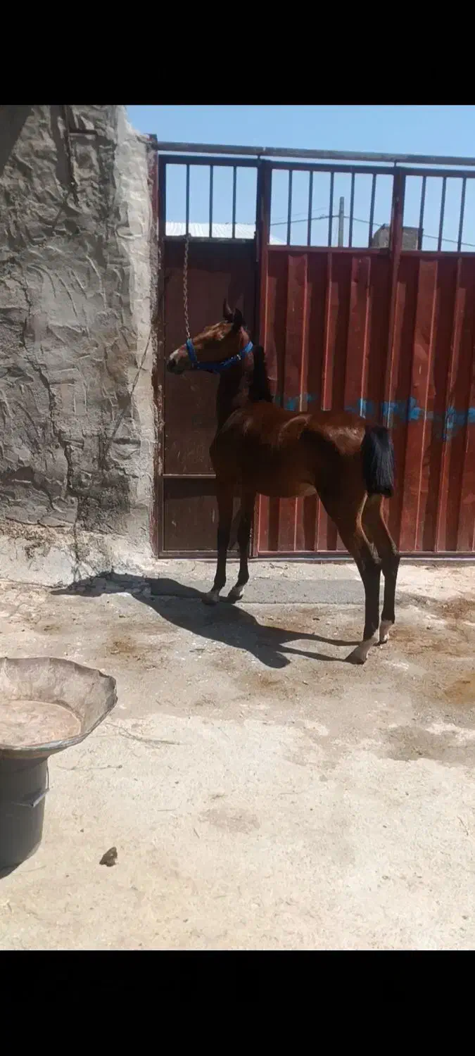 کره ماده یکساله|اسب و تجهیزات اسبسواری|کیار, |دیوار