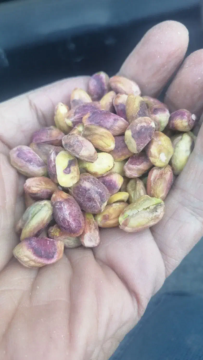 انواع مغزگلدارومغزکارگاهی|خوردنی و آشامیدنی|اسلامشهر, مظفریه|دیوار