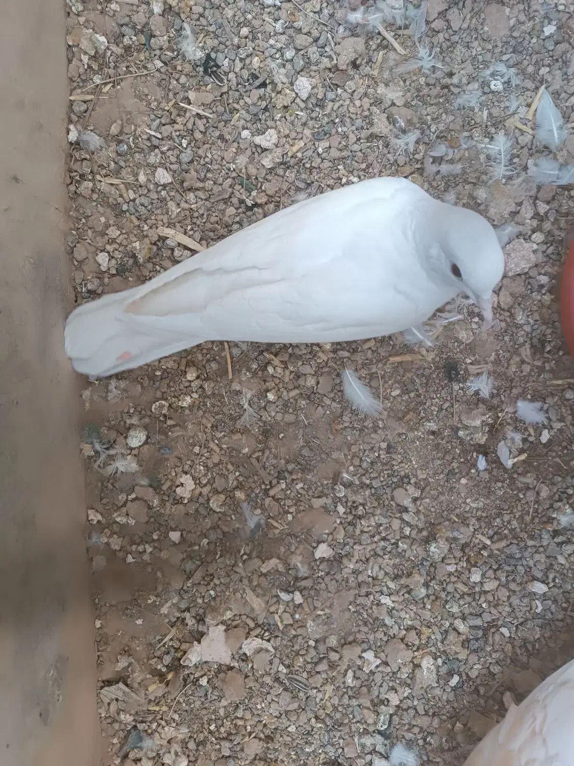 کفتر خانگی|پرنده|میبد, |دیوار