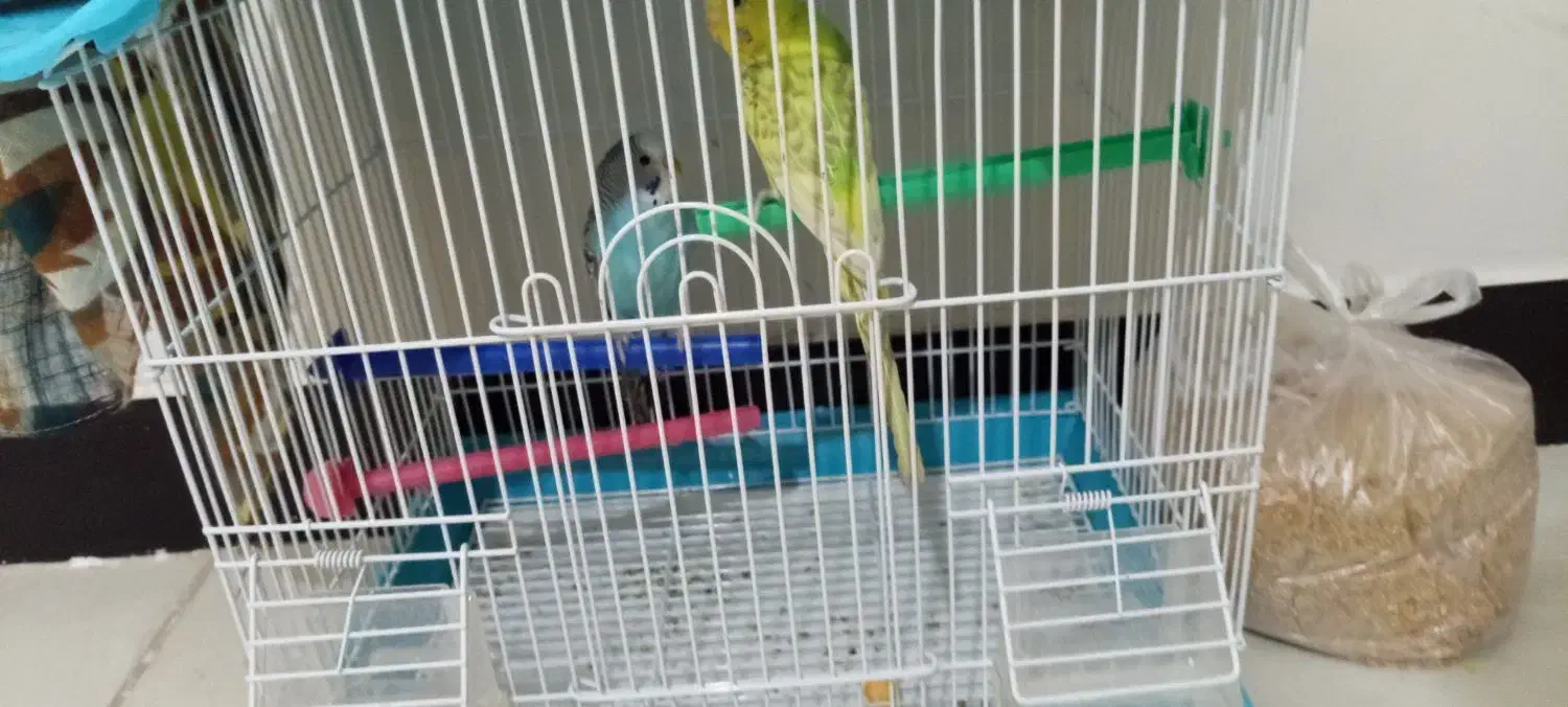 یه جفت کرغ عشق نازار|پرنده|کرمانشاه, |دیوار