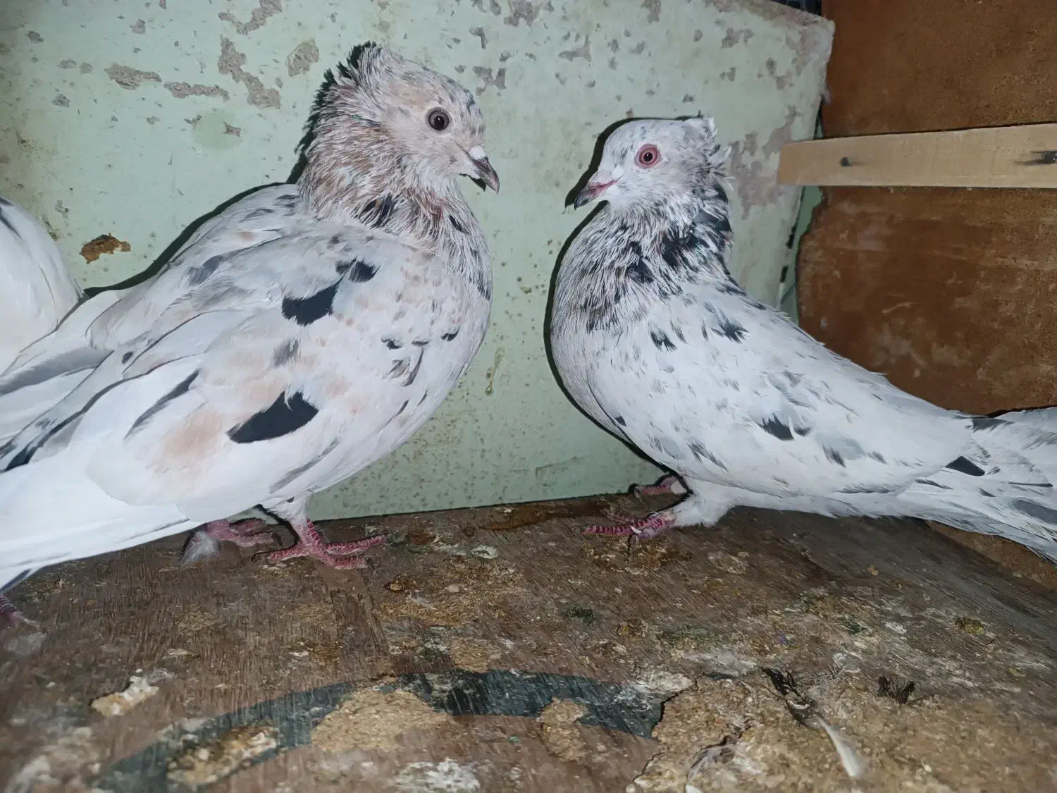 هفت رنگ دم سفید دوتا کفتر آس|پرنده|طبس, |دیوار