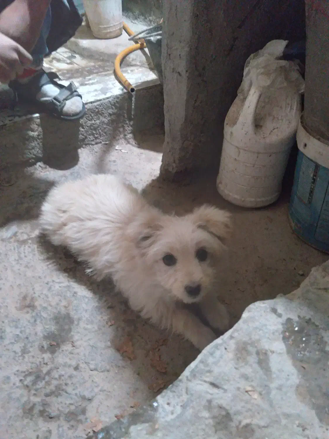 پاکوتاه ماده پشمالو|سگ|قوچان, |دیوار