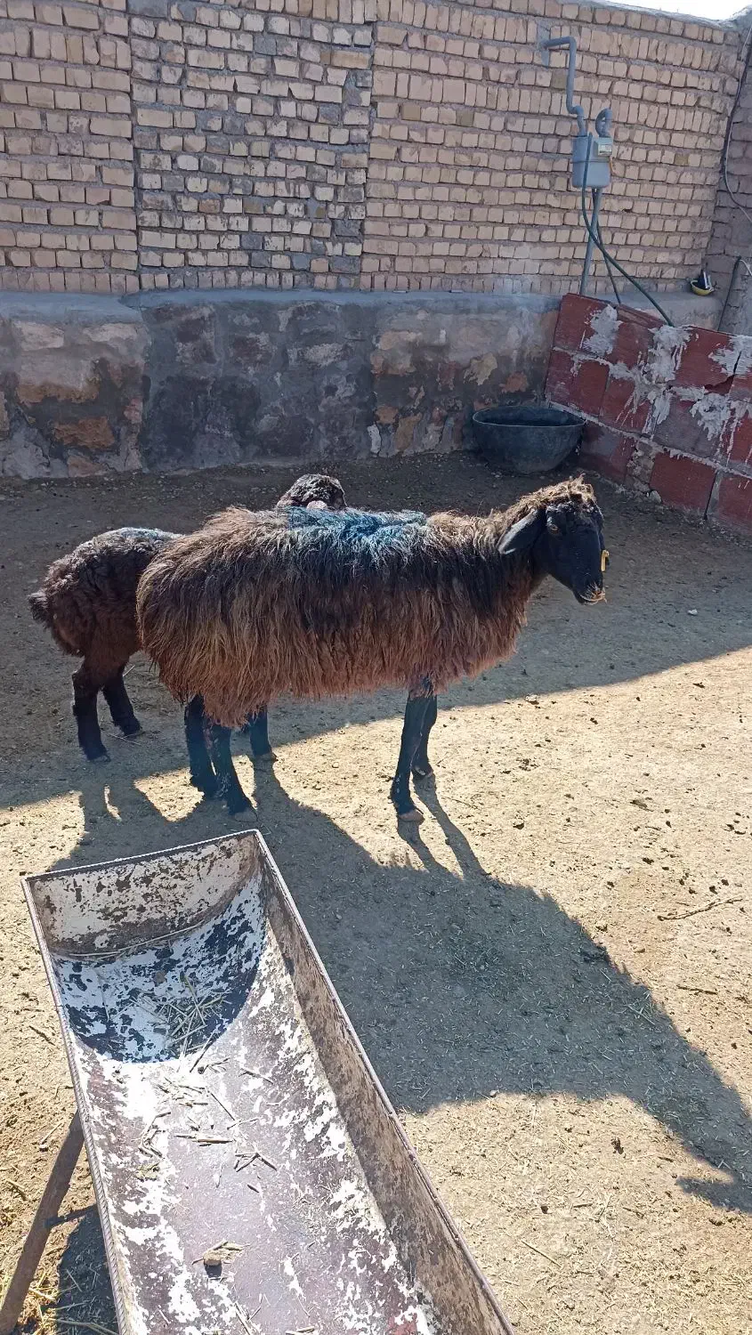 میش۱|حیوانات مزرعه|چناران, |دیوار