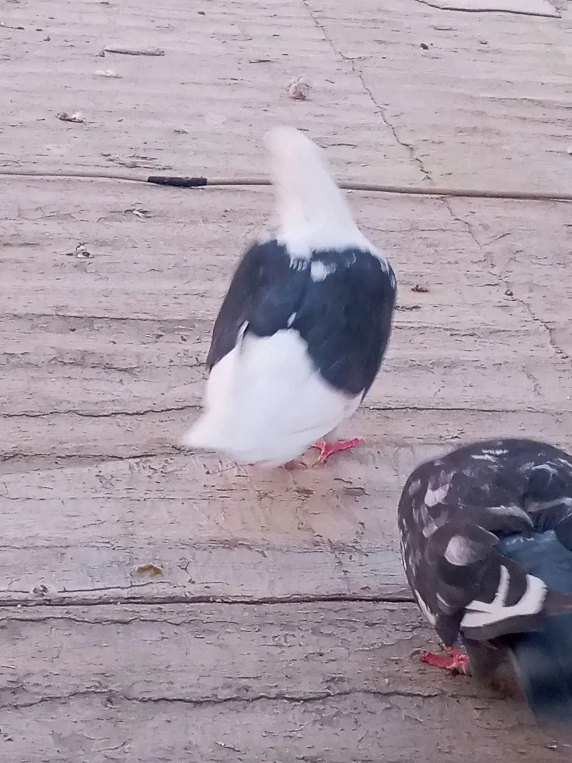 فروش دوتا کبوتر ماده با یه جوجه چای رام|پرنده|الوند, |دیوار