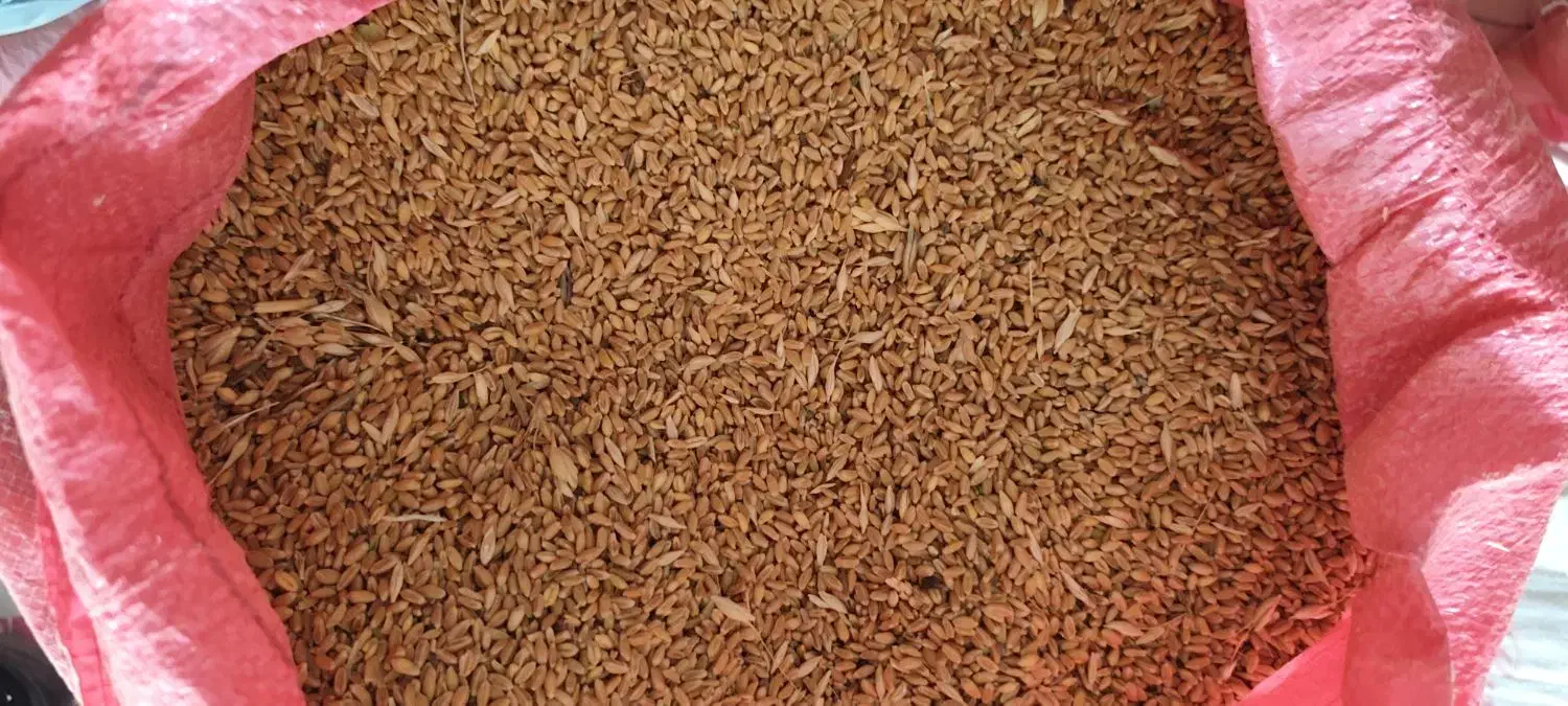 ۲۰تن گندم پیشگام|حراج|گیان, |دیوار