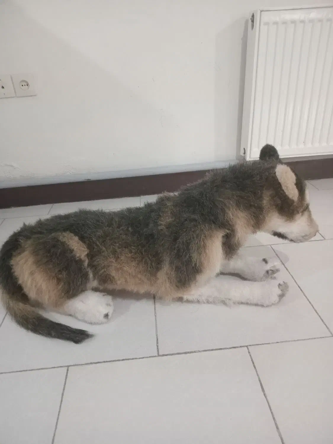 عروسک سگ نگهبان|اسباببازی|پرند, فاز ۳|دیوار