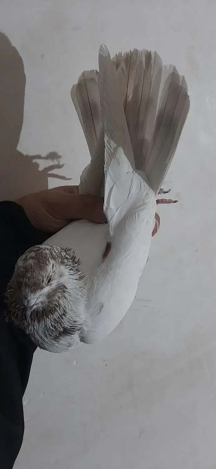 کبوتر ماده پرشی گرفتم|پرنده|مشگین شهر, |دیوار