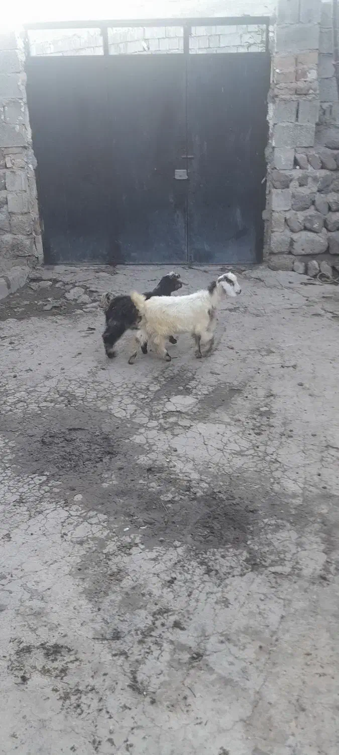 دو تا بز غاله پنج میلون هشست|حیوانات مزرعه|مشگین شهر, |دیوار