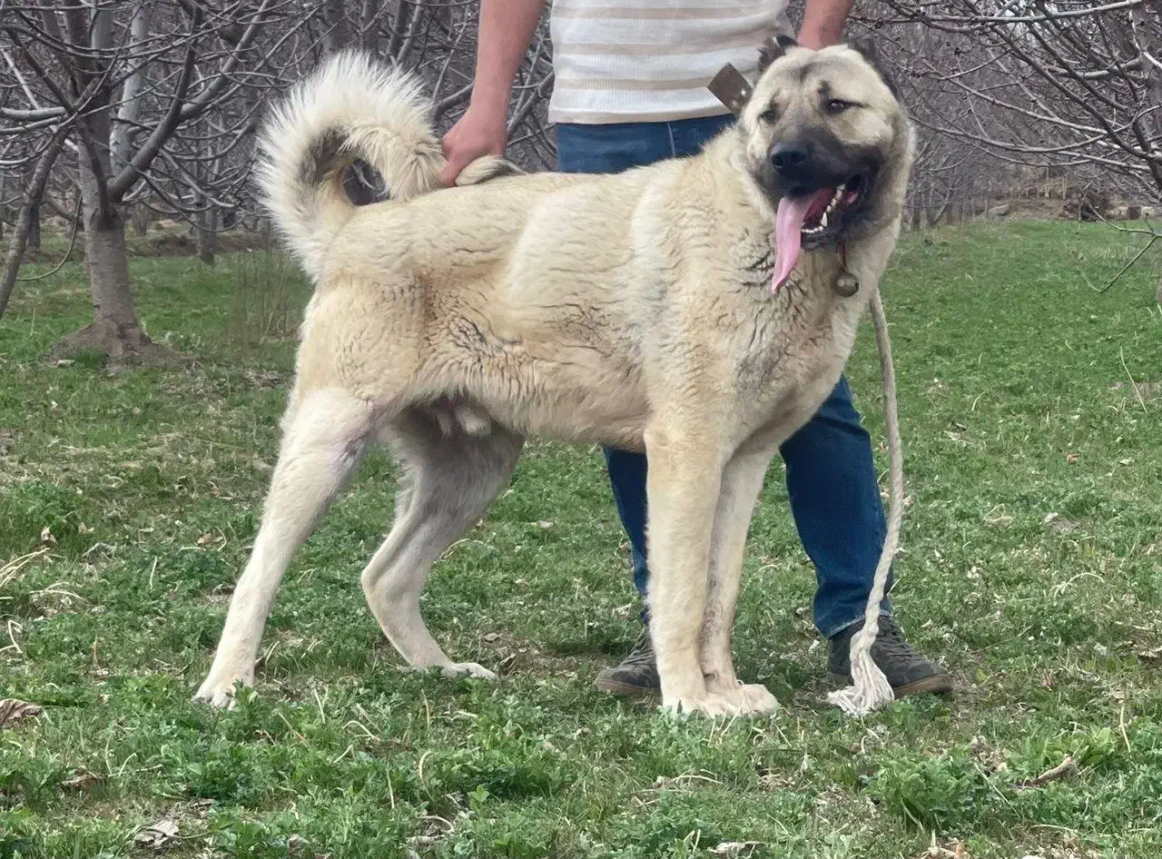 گمشده سگ کانگال|حیوانات|خوی, |دیوار