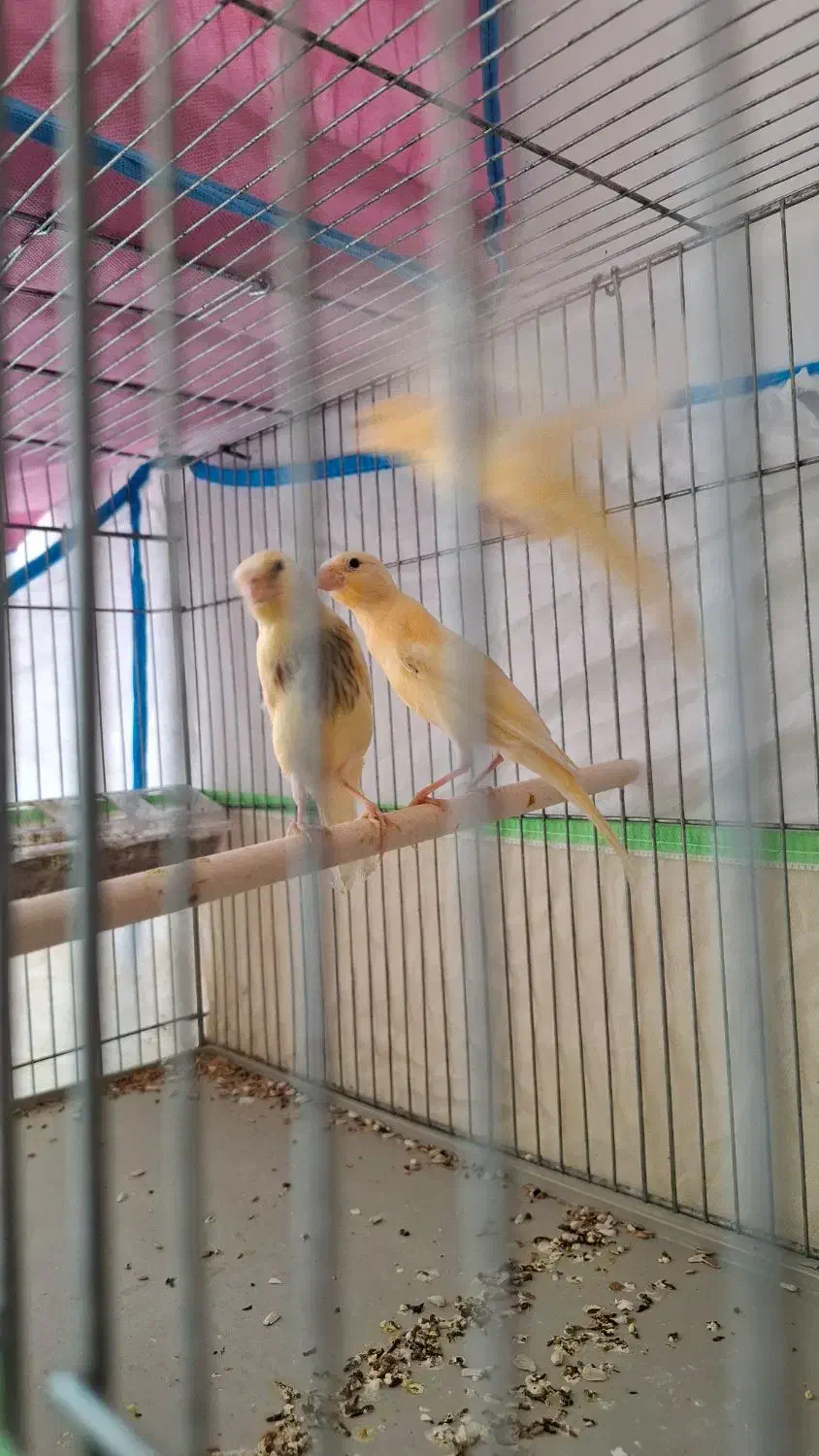 قناری|پرنده|مرودشت, ژیان|دیوار