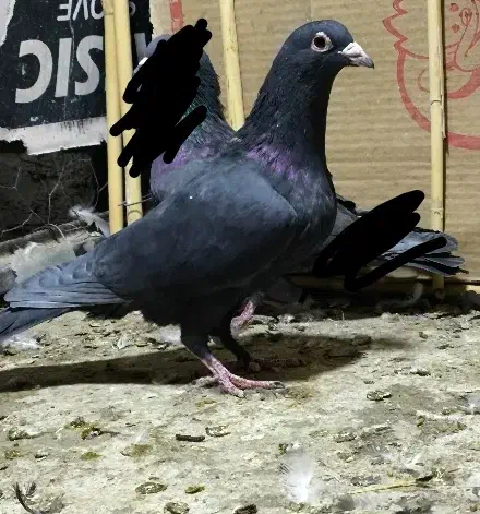 نروماده زاغ کرمانی و ماده دم سفید|پرنده|زاهدان, |دیوار