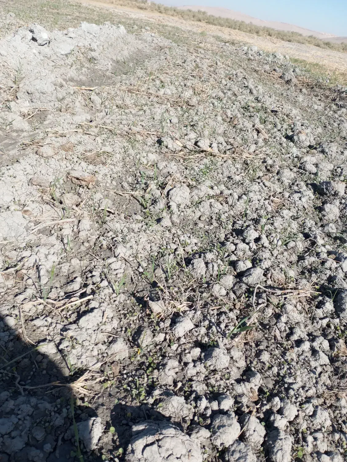 بذر یونجه تضمینی برا روشت|خدمات باغبانی و درختکاری|محمدبار, |دیوار