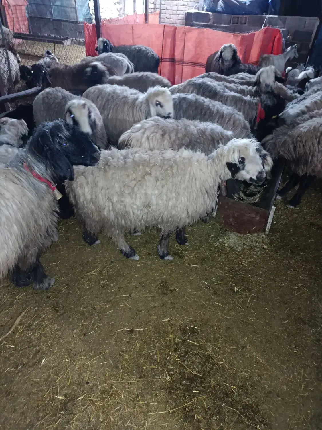 میش بره|حیوانات مزرعه|مرودشت, رودبال|دیوار