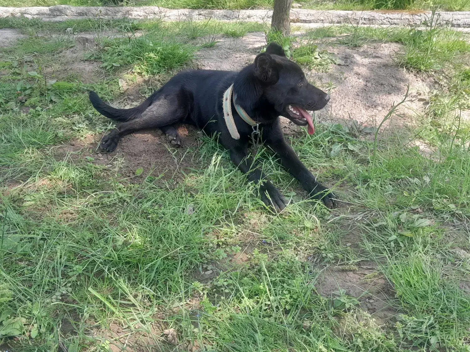 سگ کن کورسو دورگ واگذاری|سگ|سنگر, |دیوار