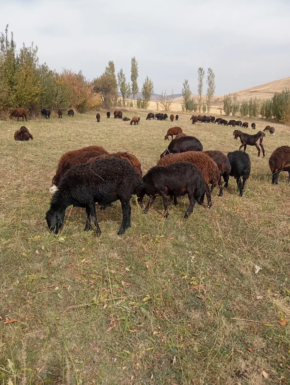 گوسفند بره دار|حیوانات مزرعه|تیکمه داش, |دیوار