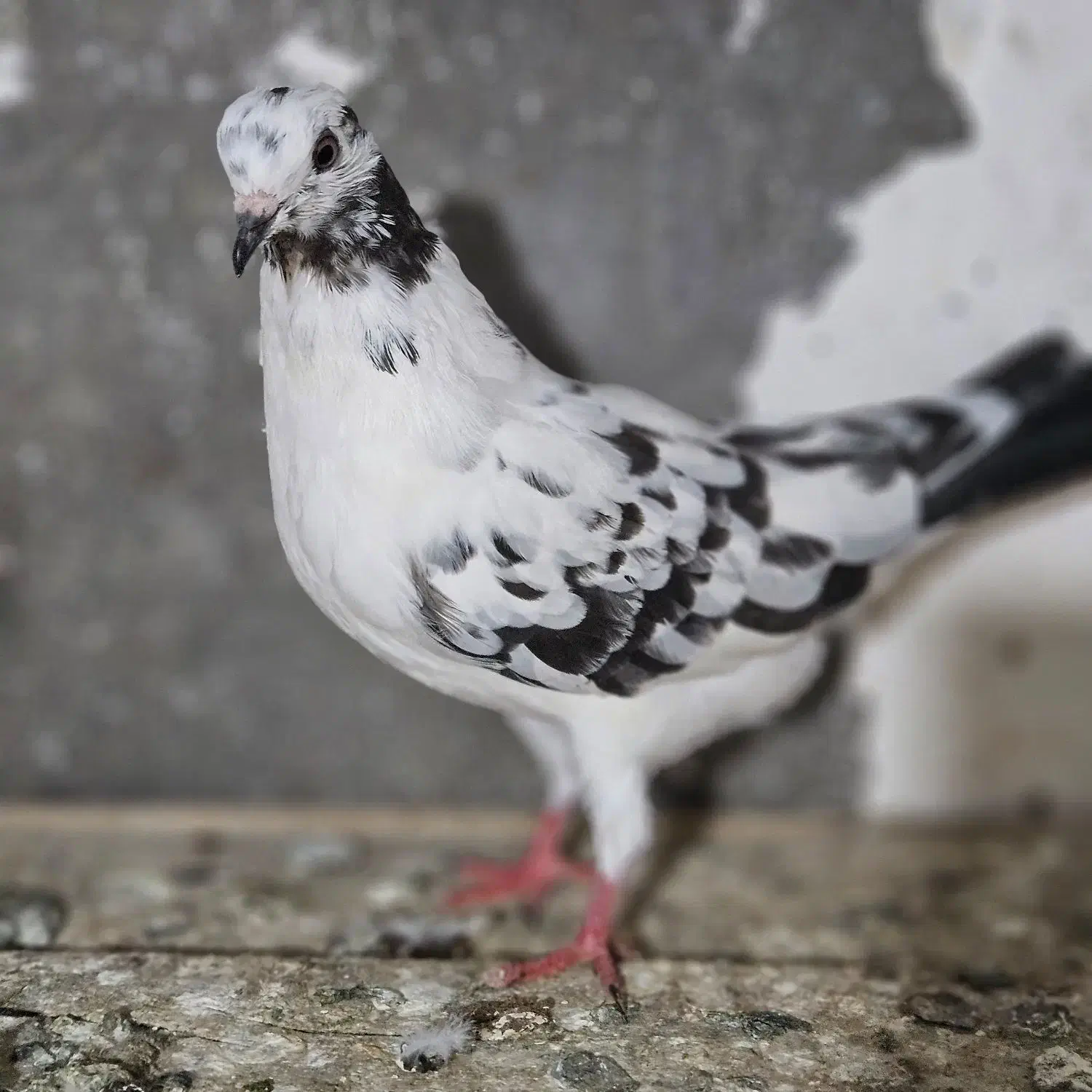 کبوتر سوسکی|پرنده|آمل, |دیوار