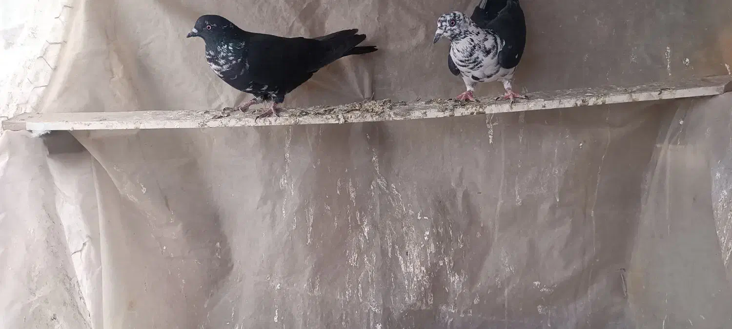 پرشی|پرنده|بم, |دیوار